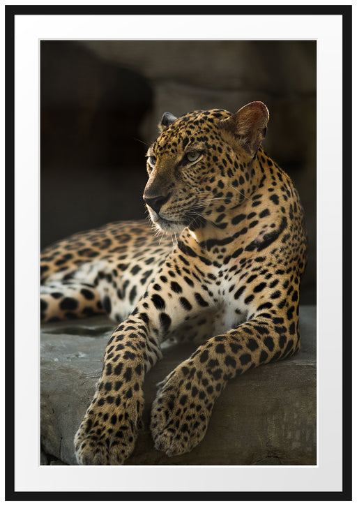 Majestäischer Leopard Passepartout 100x70