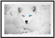 Polarfuchs mit strahlenden Augen Passepartout 100x70