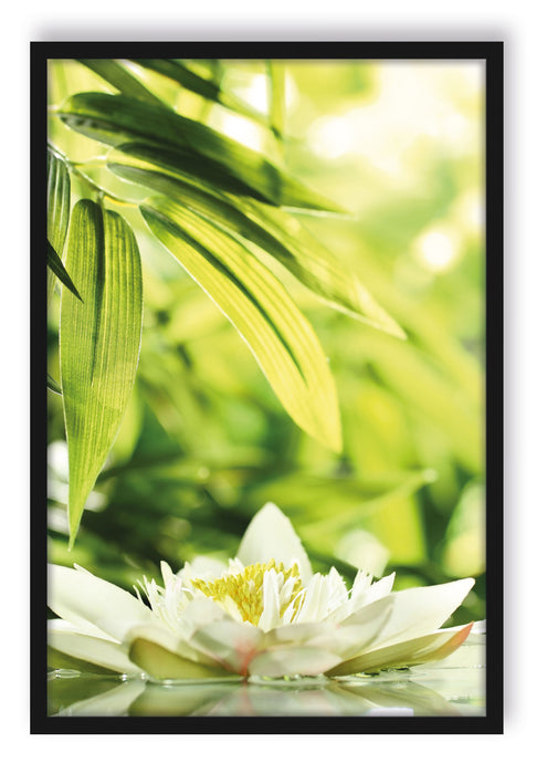 Weiße Seerose im Wasser Wellness, Poster mit Bilderrahmen
