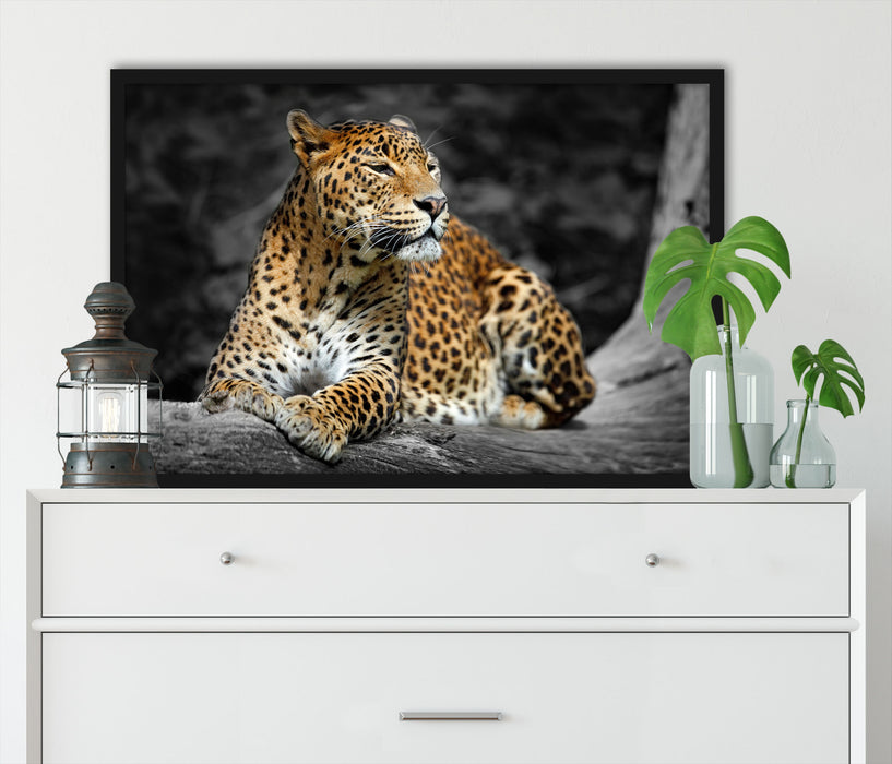 Wunderschöner Leopard in der Natur, Poster mit Bilderrahmen