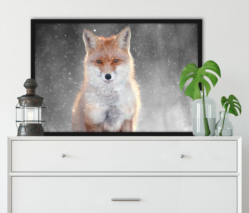 Roter Fuchs im Winter B&W Detail, Poster mit Bilderrahmen