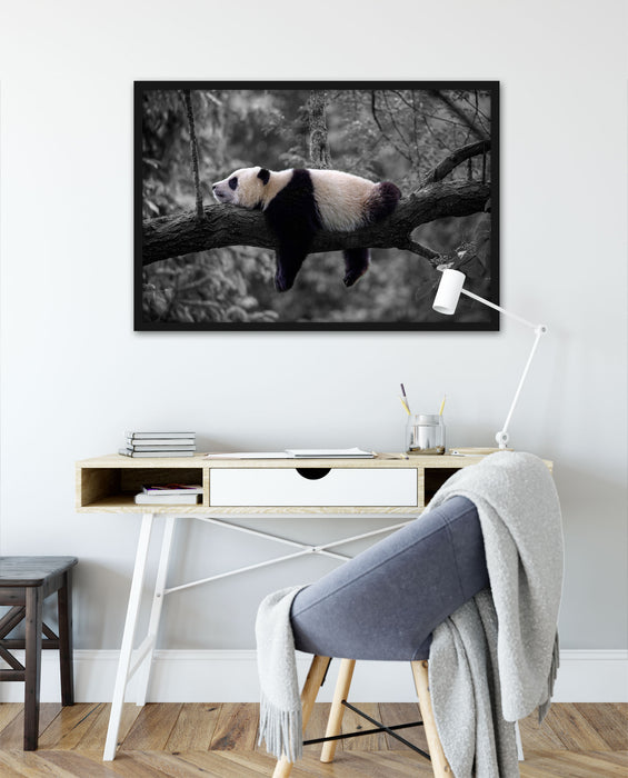 Schlafender Panda auf Baumstamm B&W Detail, Poster mit Bilderrahmen