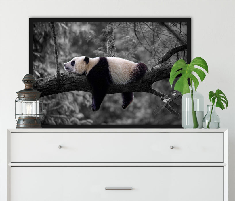 Schlafender Panda auf Baumstamm B&W Detail, Poster mit Bilderrahmen