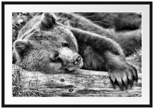 Bär schläft auf Baumstamm Passepartout 100x70