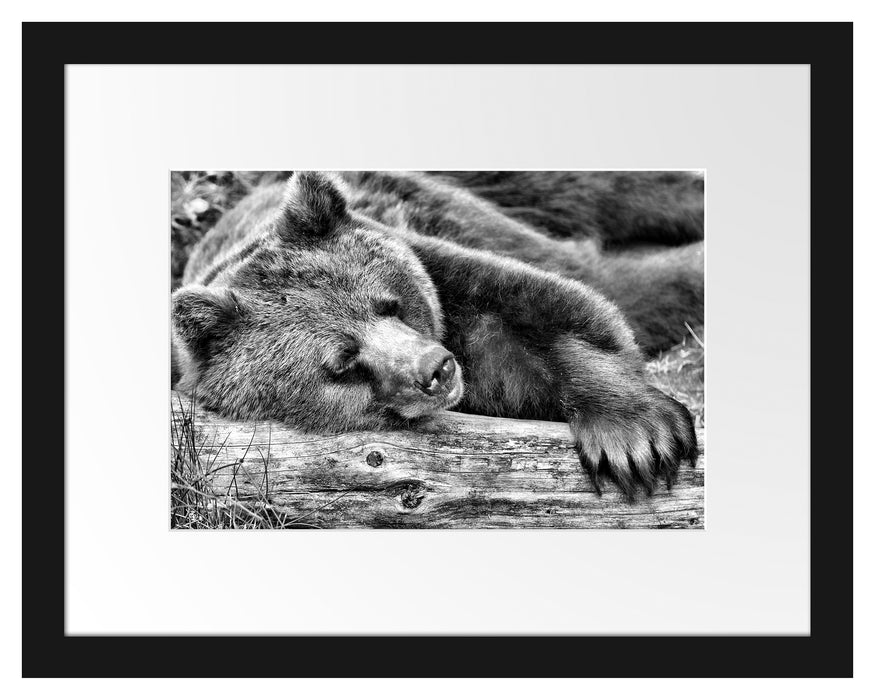 Bär schläft auf Baumstamm Passepartout 38x30