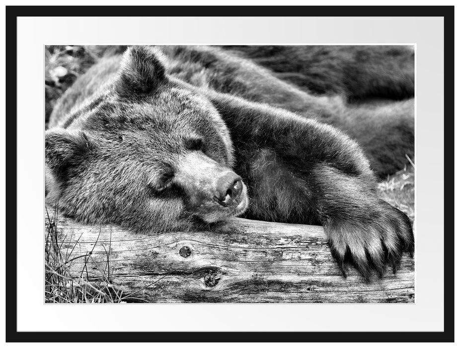 Bär schläft auf Baumstamm Passepartout 80x60