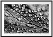 Nahaufnahme Wassertropfen auf Blatt, Monochrome Passepartout Rechteckig 100