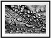 Nahaufnahme Wassertropfen auf Blatt, Monochrome Passepartout Rechteckig 80