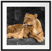 Löwe Löwenjungen Passepartout Quadratisch 55x55