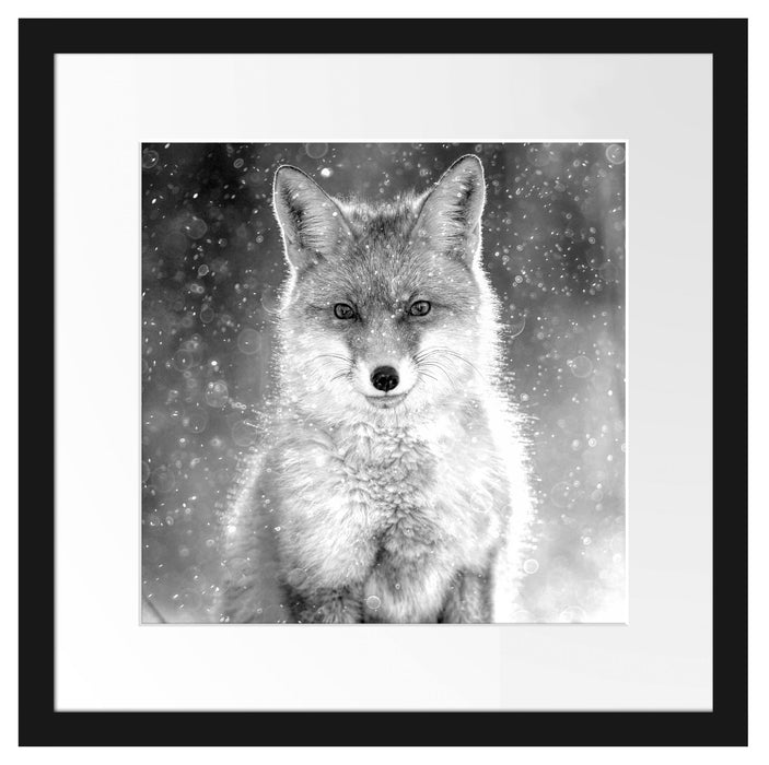 Roter Fuchs im Winter, Monochrome Passepartout Quadratisch 40
