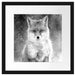 Roter Fuchs im Winter, Monochrome Passepartout Quadratisch 40