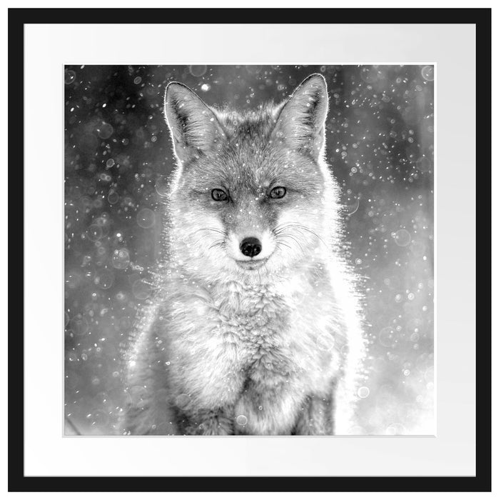 Roter Fuchs im Winter, Monochrome Passepartout Quadratisch 55