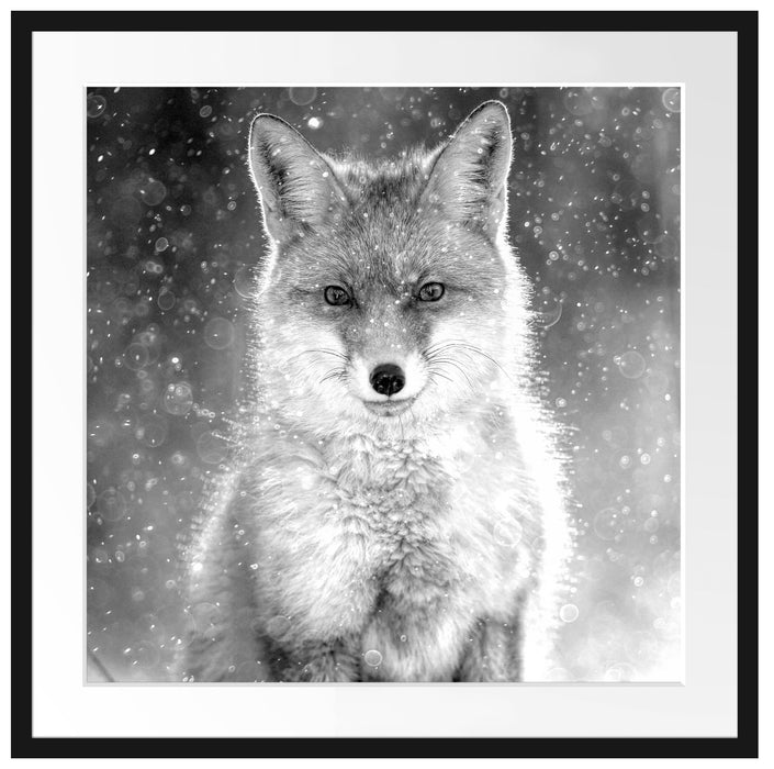Roter Fuchs im Winter, Monochrome Passepartout Quadratisch 70