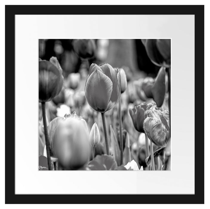 Bunte holländische Tulpen Nahaufnahme, Monochrome Passepartout Quadratisch 40