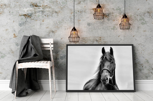 Schönes Pferd Schattenfugenrahmen Wohnzimmer