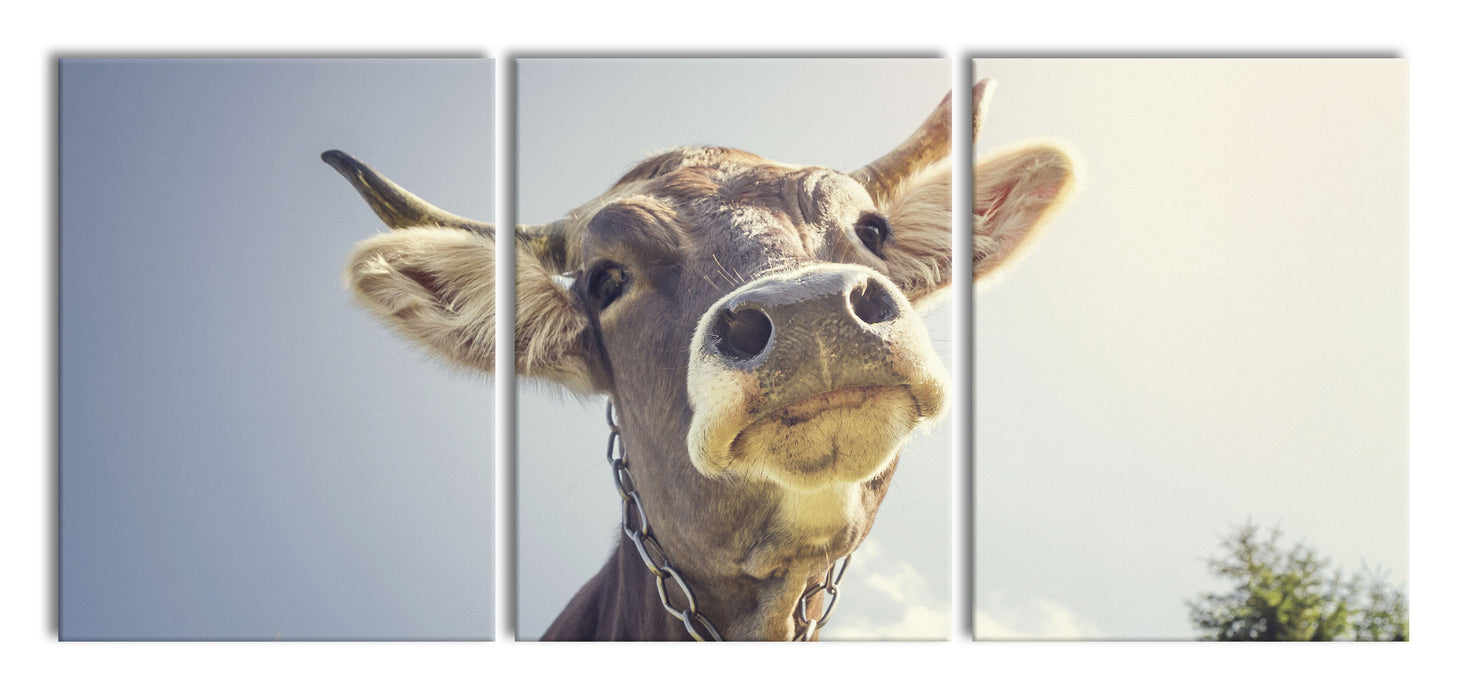 Lustiges Portrait einer Kuh, XXL Leinwandbild als 3 Teiler