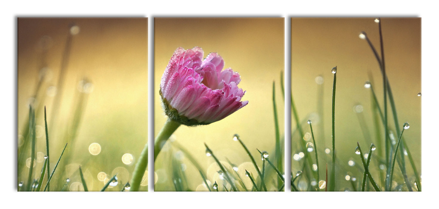 rosa Gänseblümchen im Gras, XXL Leinwandbild als 3 Teiler