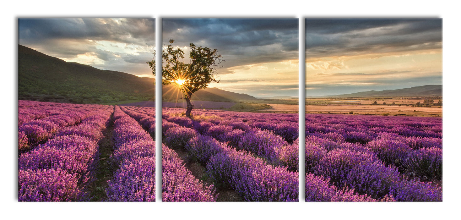 Lavendel Provence mit Baum, XXL Leinwandbild als 3 Teiler
