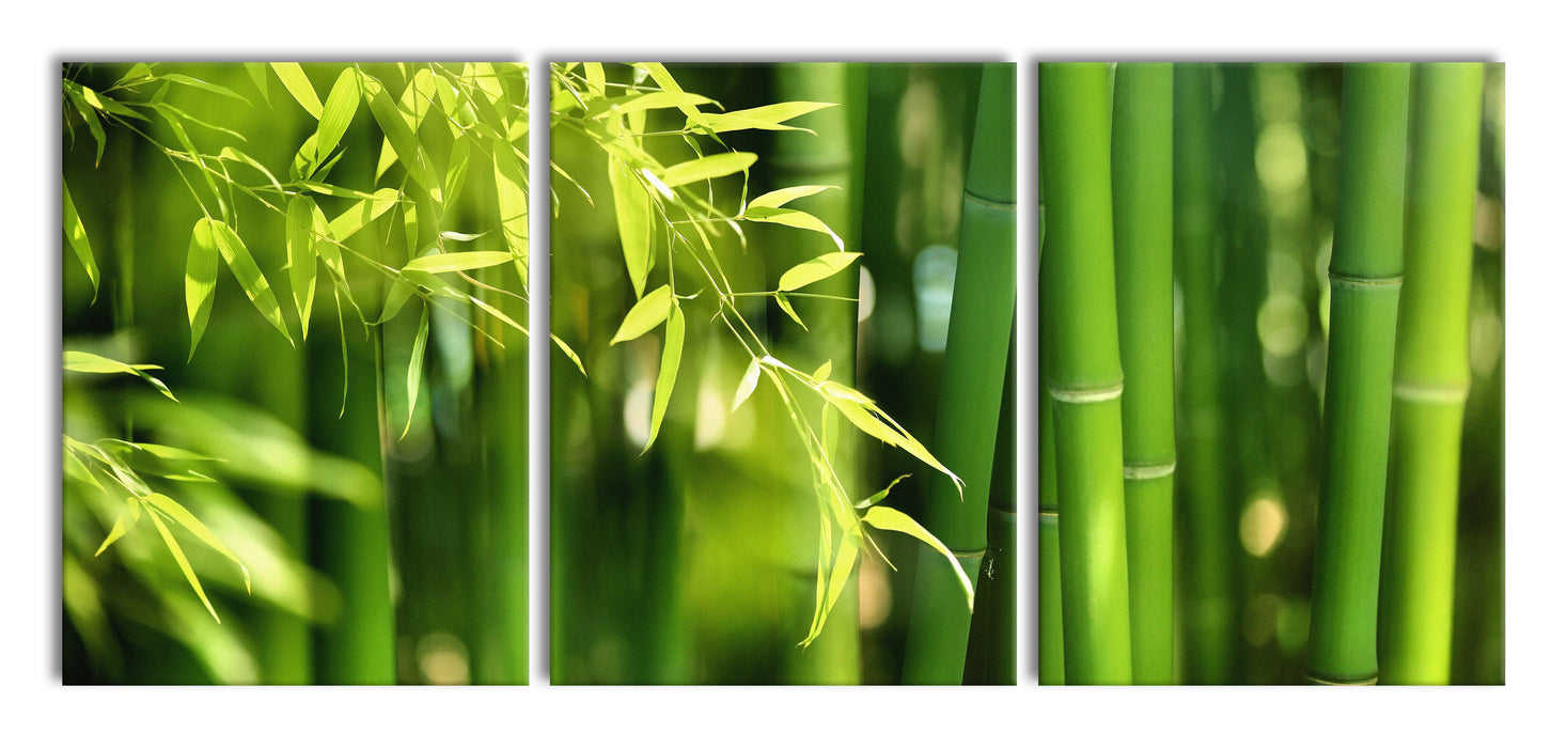 Bambus mit Blätern, XXL Leinwandbild als 3 Teiler