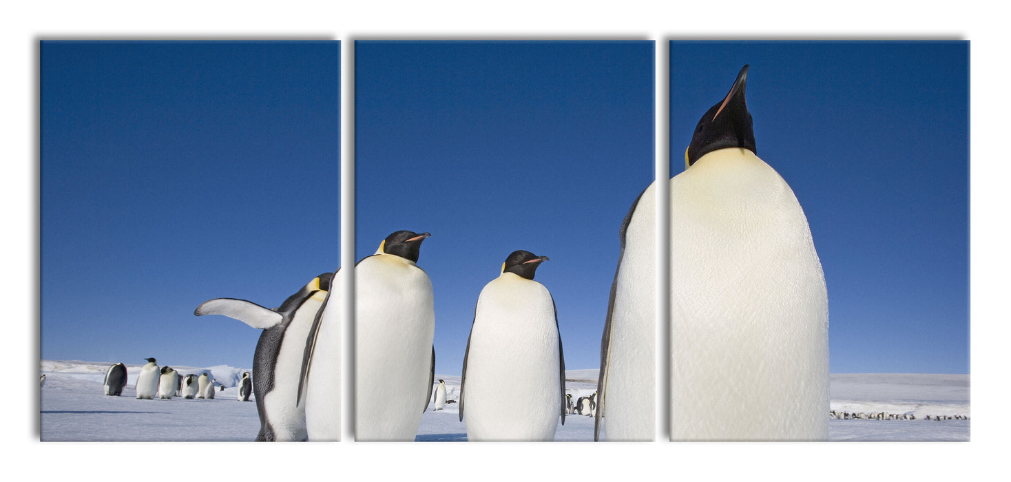 Kaiserpiguine in Antarktis, XXL Leinwandbild als 3 Teiler