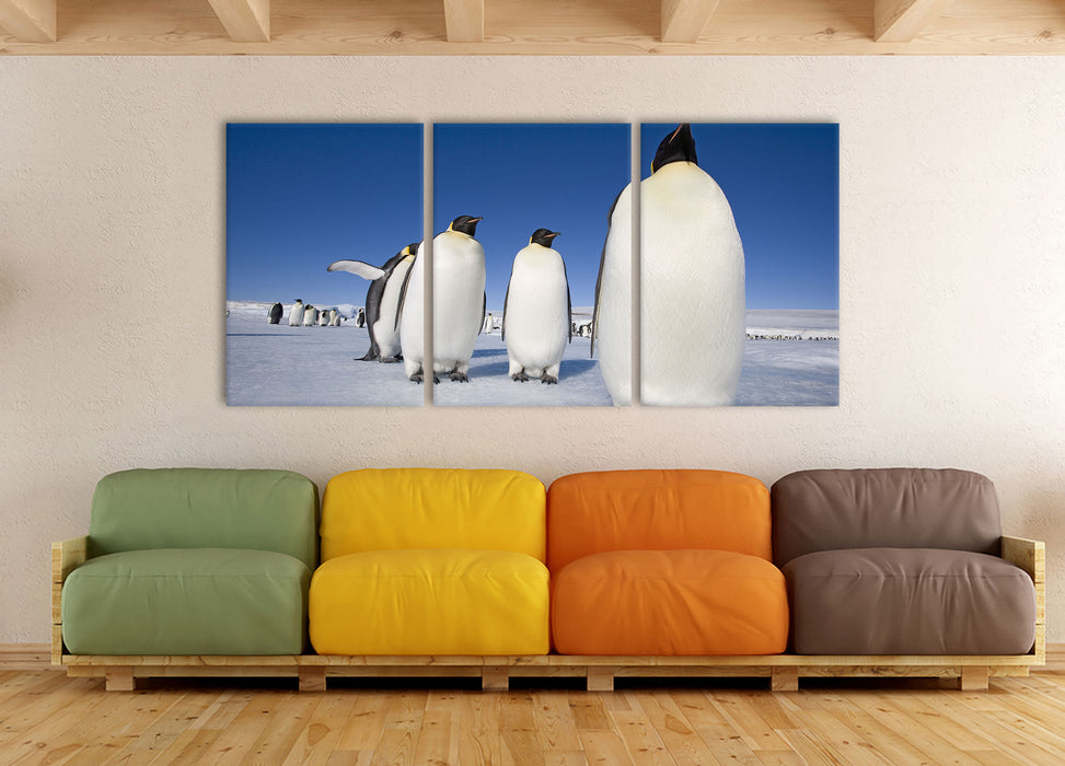 Kaiserpiguine in Antarktis, XXL Leinwandbild als 3 Teiler