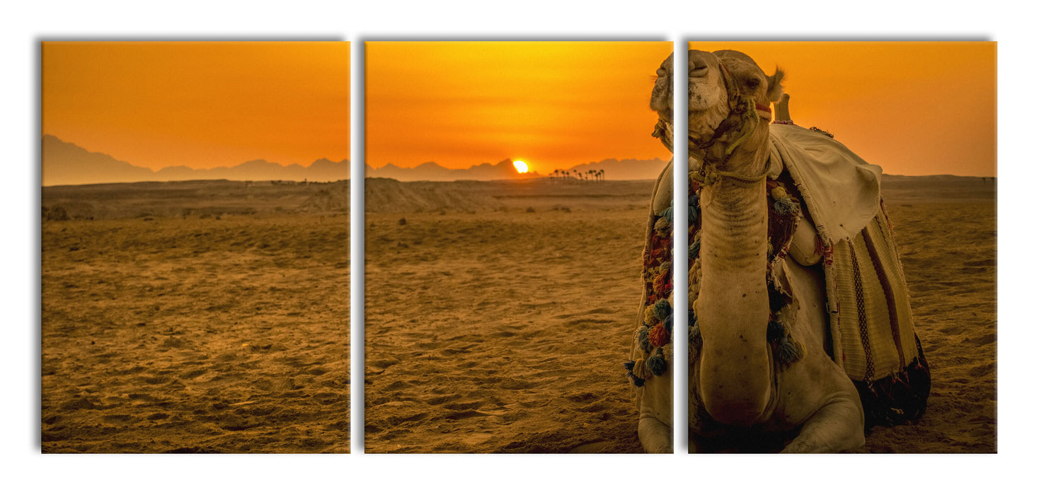 Kamel in Wüste bei Sonnenaufgang, XXL Leinwandbild als 3 Teiler