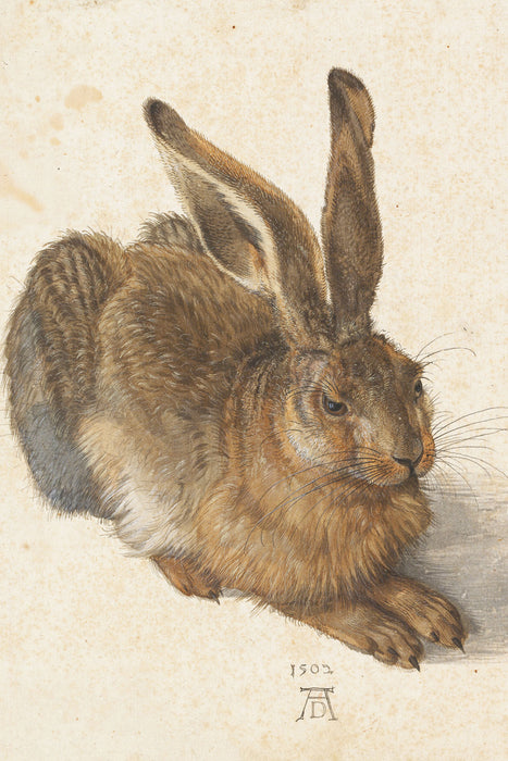 Albrecht Dürer - Feldhase , Glasbild