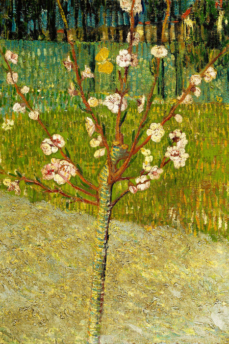 Vincent Van Gogh - Blühender Mandelbaum , Glasbild