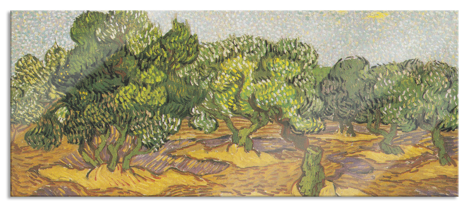 Pixxprint Vincent Van Gogh - Oliven-Bäume II , Glasbild Panorama