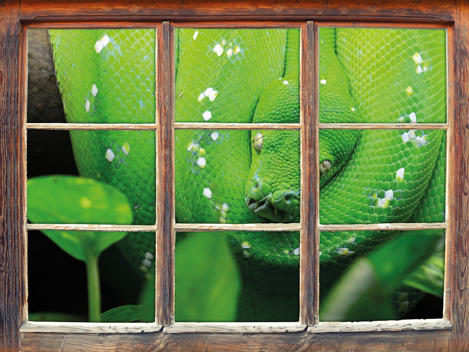 Grüne elegante Schlange  3D Wandtattoo Fenster