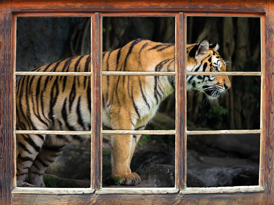 Tiger  3D Wandtattoo Fenster