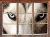 Husky eisblaue Augen  3D Wandtattoo Fenster