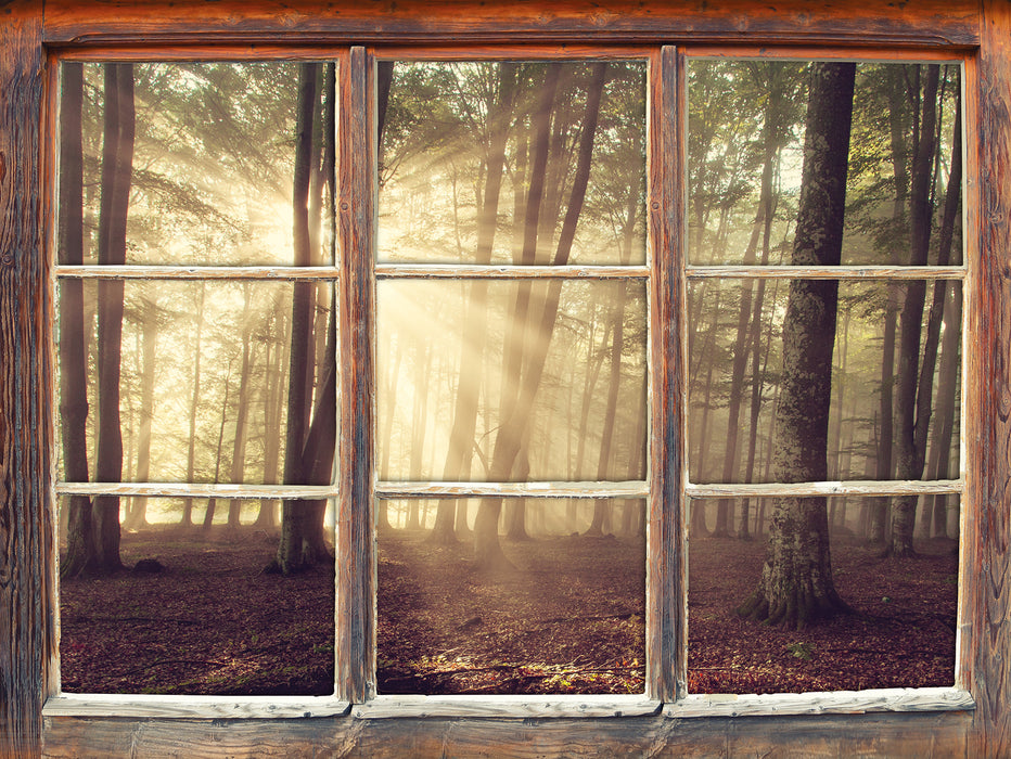 Waldlichtung im Sonnenschein  3D Wandtattoo Fenster