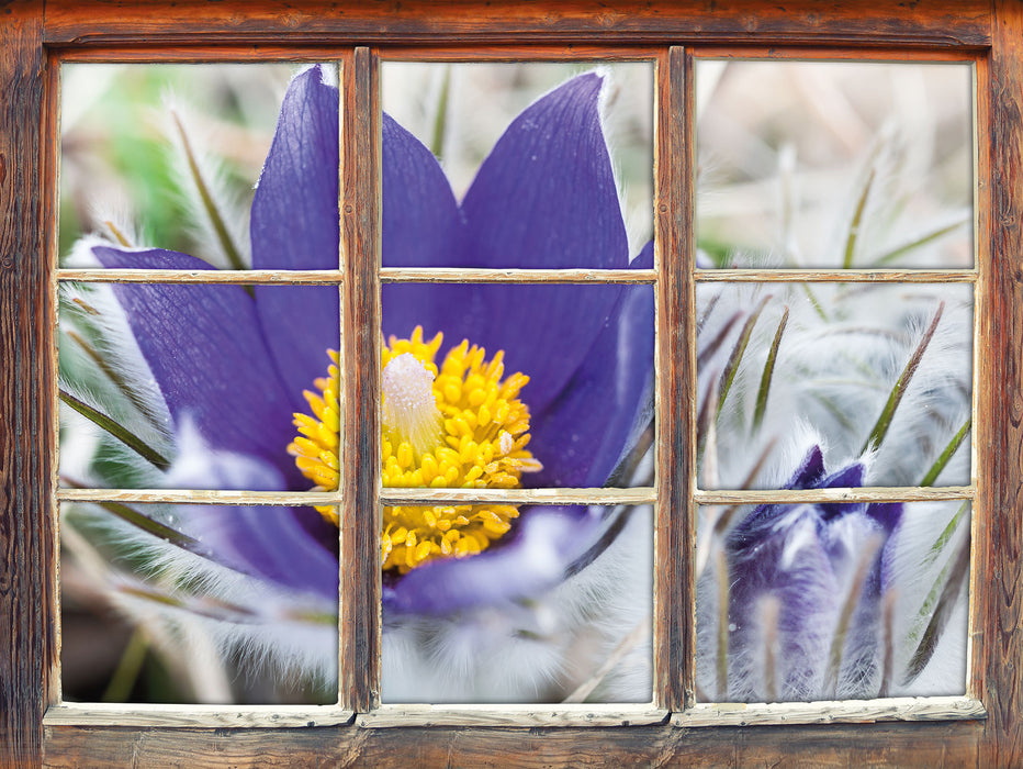 Krokusse in der Blütezeit  3D Wandtattoo Fenster