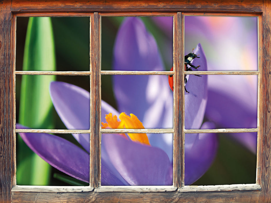 Krokussblüte mit Marienkäfer  3D Wandtattoo Fenster