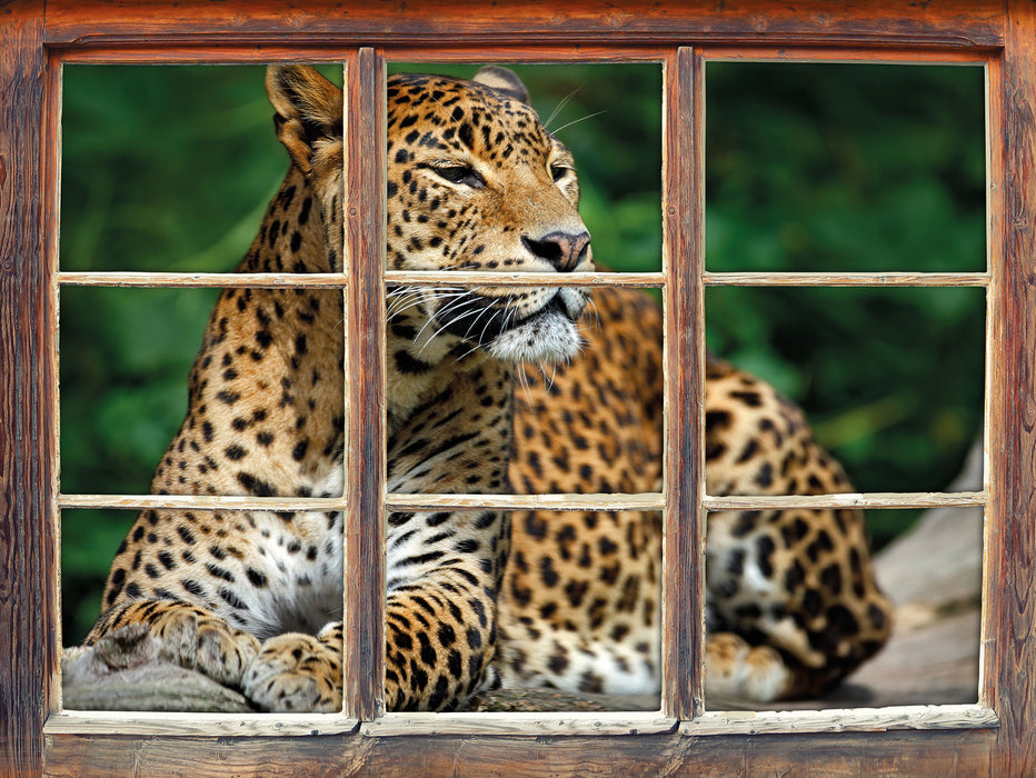 Wunderschöner Leopard in der Natur  3D Wandtattoo Fenster