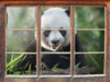 Niedlicher Panda isst Bambus  3D Wandtattoo Fenster