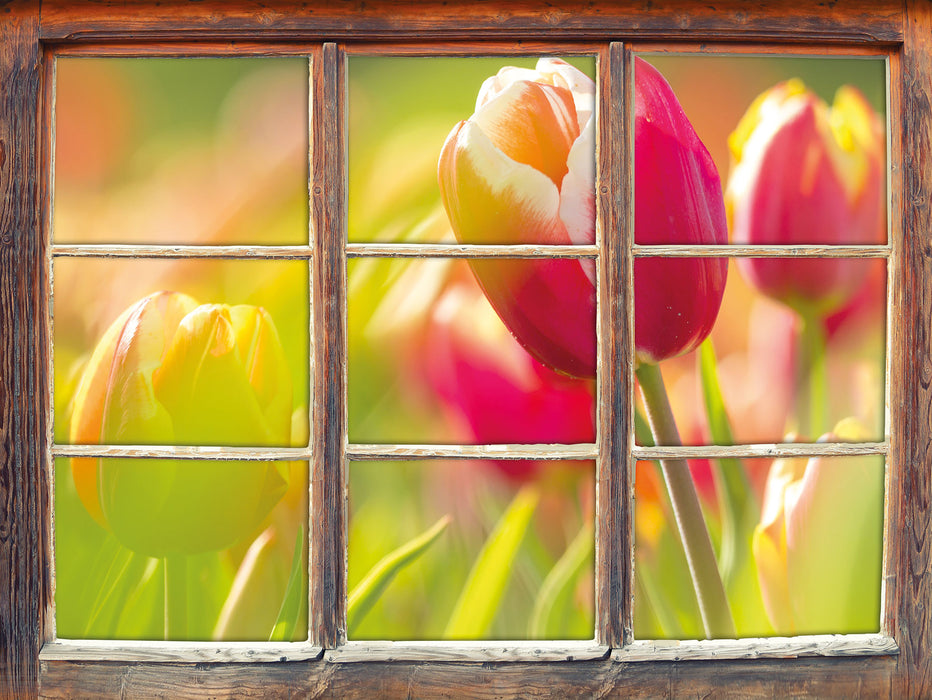 Blühende rote Tulpen  3D Wandtattoo Fenster