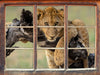 Junger Löwe in der Natur  3D Wandtattoo Fenster