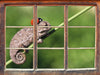 Süßer Gecko mit einem Marienkäfer  3D Wandtattoo Fenster