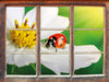 Marienkäfer auf einer weißen Blume 3D Wandtattoo Fenster
