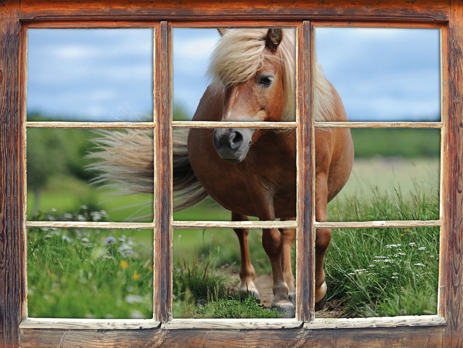 Shetlandpony auf der Wiese  3D Wandtattoo Fenster