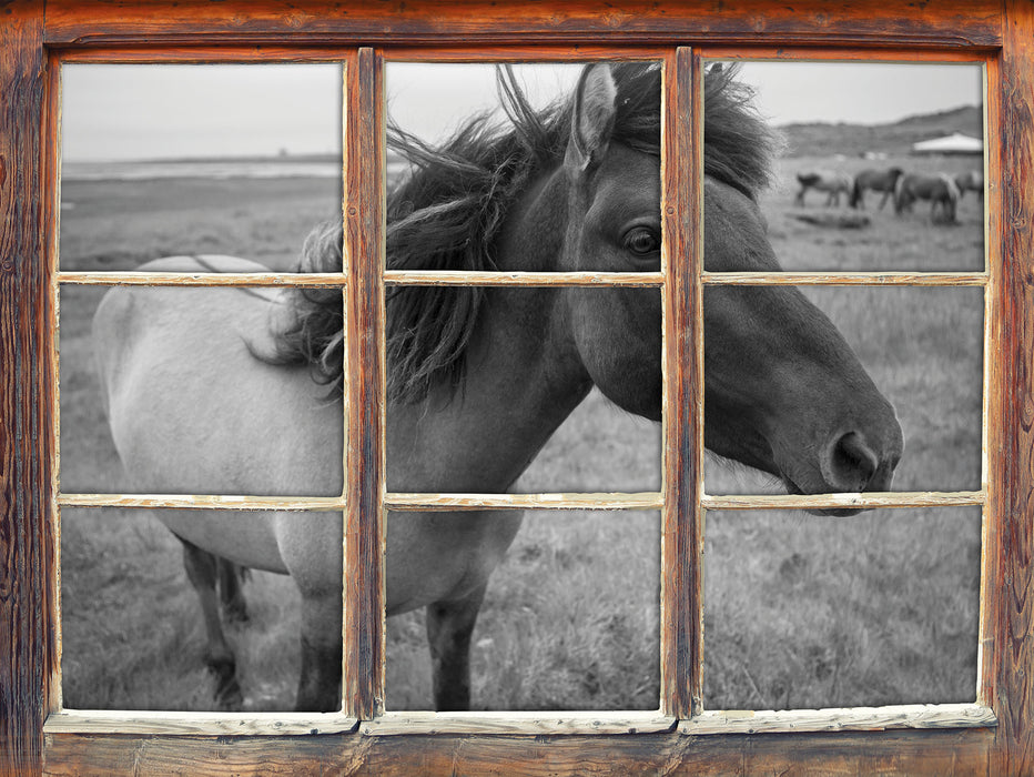 Isländer Pferde in der Wildnis  3D Wandtattoo Fenster