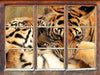 Zwei junge Tiger beim Kämpfen  3D Wandtattoo Fenster