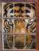Tiger mit hellbraunen Augen  3D Wandtattoo Fenster