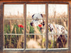Neugieriger Hund im Feld  3D Wandtattoo Fenster