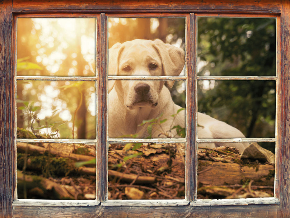 Hund im Wald bei Sonneuntergang  3D Wandtattoo Fenster