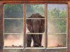 Elefantenbaby mit Mutter 3D Wandtattoo Fenster