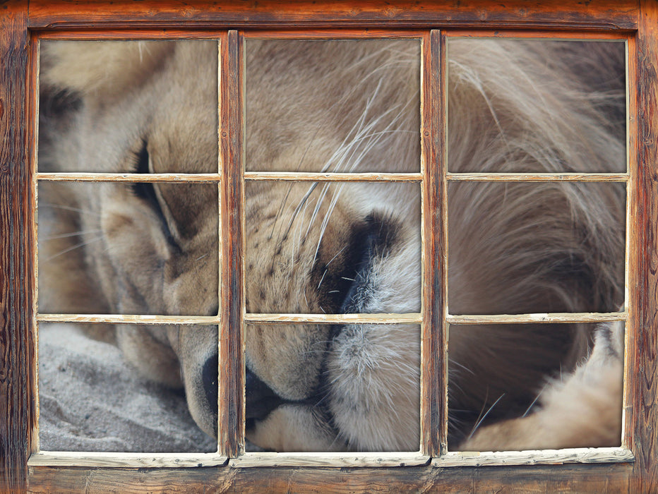 schlafender Löwe 3D Wandtattoo Fenster