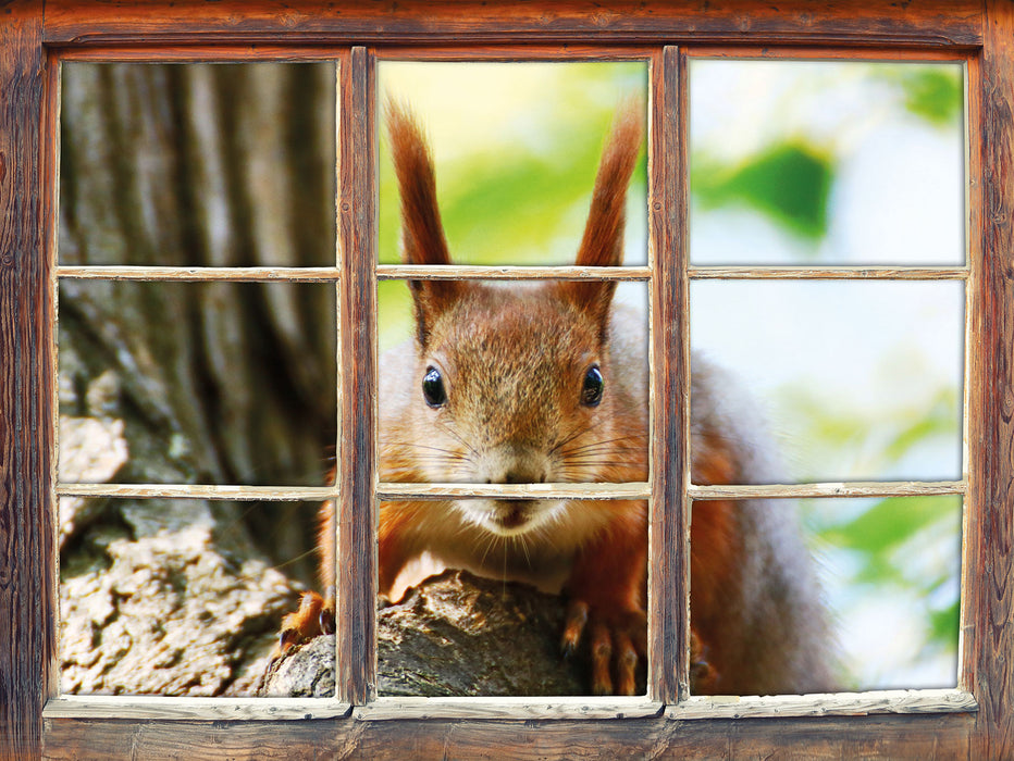 Eichhörnchen auf dem Baum  3D Wandtattoo Fenster